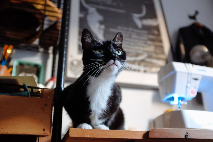 black and white cat shown on the workspace.